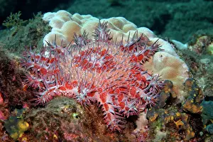 Thorns: Crown-of-thorns starfish (Acanthaster planci), poisenous