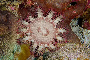 Thorns: Crown-of-thorns starfish (Acanthaster planci), Dive