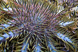 Thorns: Crown-of-thorns starfish (Acanthaster planci) Sulawesi
