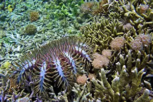 Thorns: Crown-of-thorns starfish (Acanthaster planci) Sulawesi