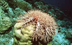 Thorns: Crown-of-thorns STARFISH - on coral