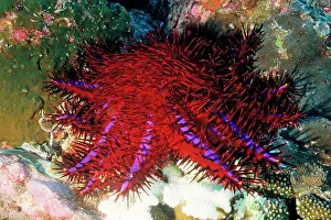 Thorns: Crown-of-thorns starfish - the distinctive south-east