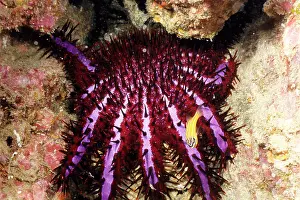Thorns: Crown-of-thorns starfish, the distinctive violet