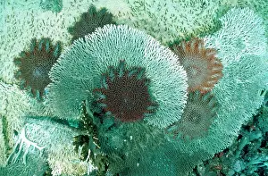 Douglas David Seifert: Crown-of-Thorns STARFISH - feeding on coral