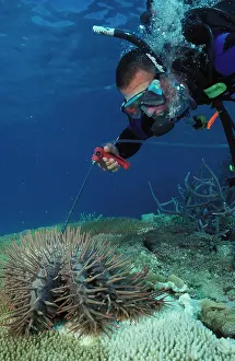 Thorns: Crown-of-thorns starfish - being killed by diver