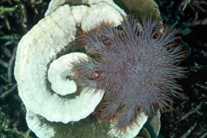 Staghorn: CROWN-OF-THORNS STARFISH - surrounding dead Staghorn