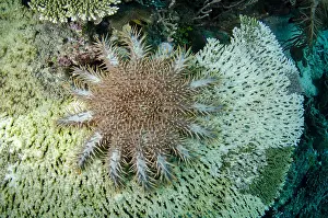 Thorns: Crown-of-thorns Urchin - on coral - Beach House