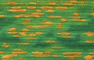Avena: Crown rust on oats