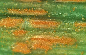 Avena: Crown rust (Puccinia coronata)