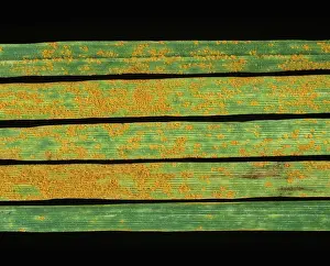 Lolium: Crown Rust (Puccinia coronata)