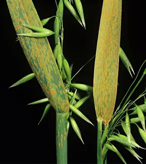 Flagleaves: Crown rust (Puccinia coronata) on oat