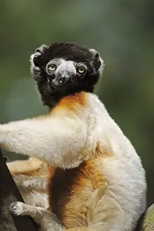 Propithecus: Crown sifaka (Propithecus coronatus, Propithecus