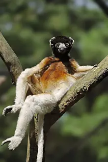 Propithecus: Crown sifaka (Propithecus coronatus, Propithecus