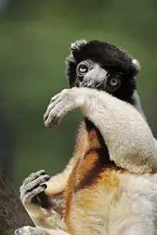 Propithecus: Crown sifaka (Propithecus coronatus, Propithecus