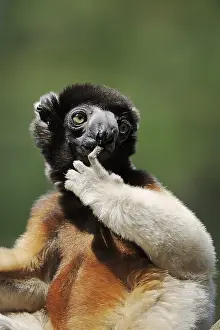 Propithecus: Crown sifaka (Propithecus coronatus, Propithecus