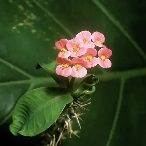 Thorns: Crown of Thorns