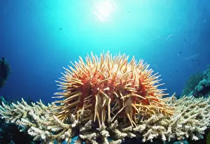 Planci: Crown of Thorns Starfish