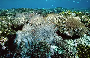 Thorns: Crown of Thorns Starfish - feeding on & killing