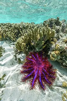 Thorns: Crown of Thorns Starfish - Maldives