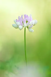 Vetch: Crown Vetch