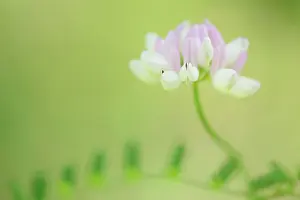 Vetch: Crown Vetch
