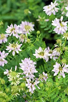 Vetch: Crown Vetch