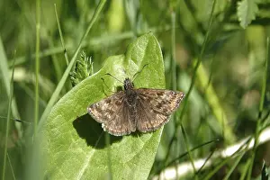 Lepidopteran: Crown vetch butterfly (Erynnis tages)