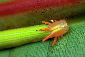 Rhopalocera: Crowned Caterpillar (Opsiphanes cassiae ?), caterpillar