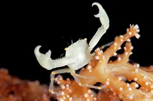 Manado: Crowned Coral Crab