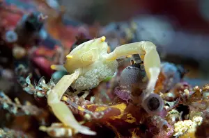 Manado: Crowned Coral Crab - with eggs