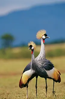 Regulorum: Crowned CRANE