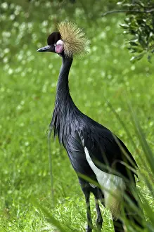 Regulorum: Crowned Crane