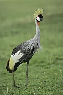 Regulorum: Crowned Crane