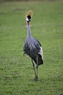 Regulorum: Crowned Crane
