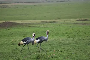 Regulorum: Crowned Crane
