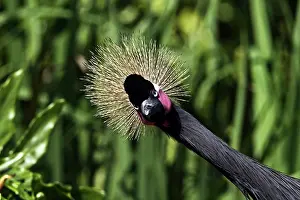 Regulorum: Crowned Crane