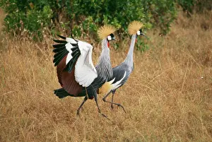 Cranes: Crowned Crane