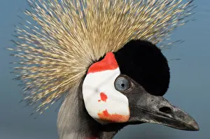 Regulorum: Crowned crane - Adult