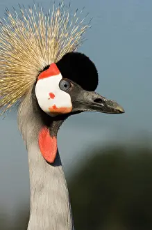 Regulorum: Crowned crane - Adult