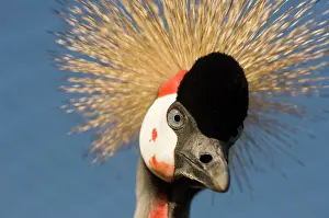 Regulorum: Crowned crane - Adult