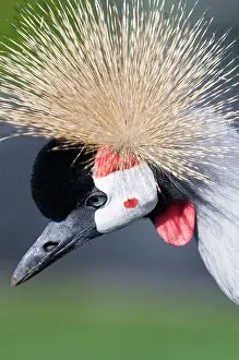 Regulorum: Crowned crane - Adult