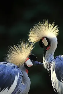 Cranes: Crowned Crane (Balearica regulorum), adult, Africa