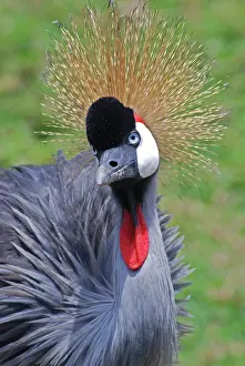 Thoughtful: Crowned Crane - East Africa