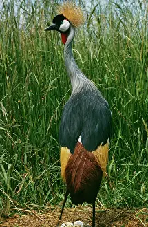 R M Bloomfield: CROWNED CRANE - with eggs