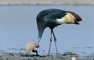 Regulorum: Crowned CRANE - feeding