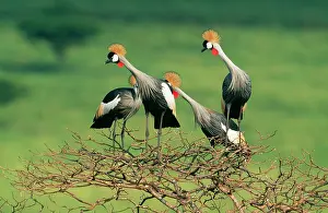 Ingrid Van Den Berg: Crowned CRANE - Group perching in tree