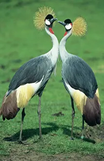 Regulorum: Crowned CRANE - pair in courtship display