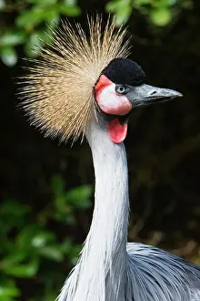 Regulorum: Crowned Crane, portrait of male bird, captive, Lower