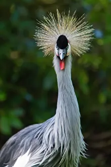 Regulorum: Crowned Crane, portrait of male bird, captive, Lower