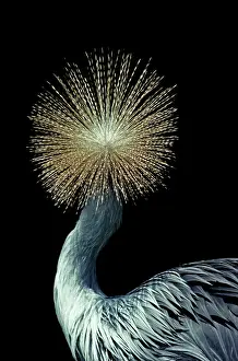 Pavonia: Crowned Crane - Rear of head